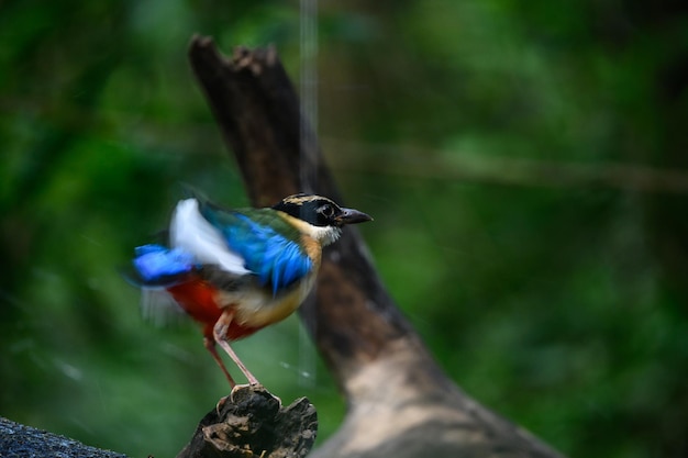 El pájaro pitta moluccensis está de pie después de nadar en el estanque para refrescarse