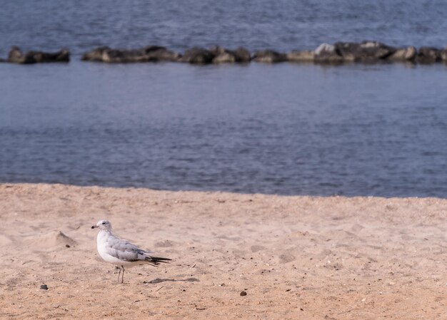 Foto pájaro en la playa