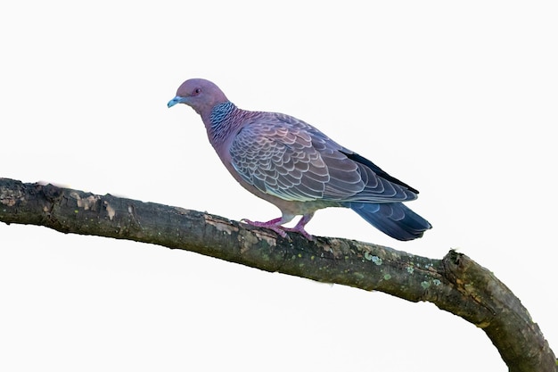 Un pájaro con una pluma azul y morada.