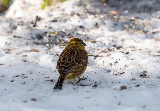 Un pájaro con plumas amarillas se para en la nieve.