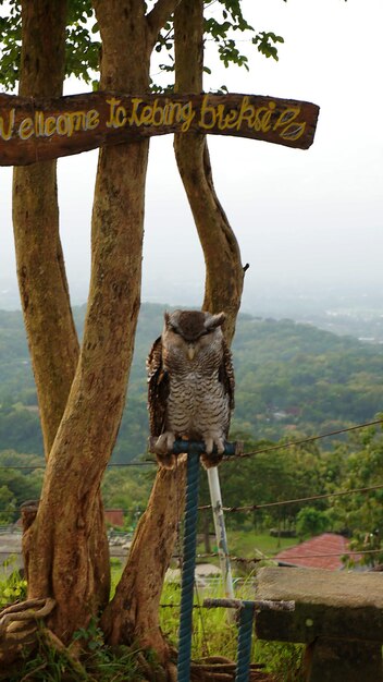 Un pájaro se posa en un poste con un árbol al fondo.