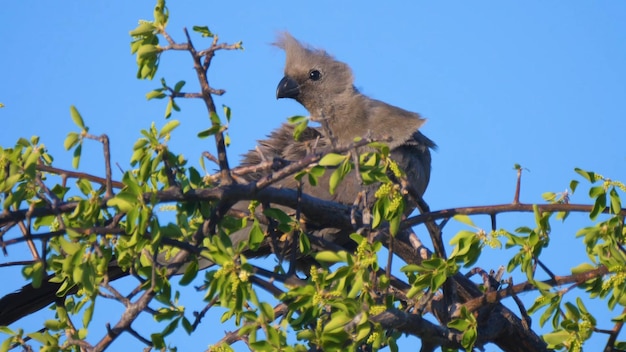 Un pájaro se posa en la rama de un árbol con un cielo azul de fondo.