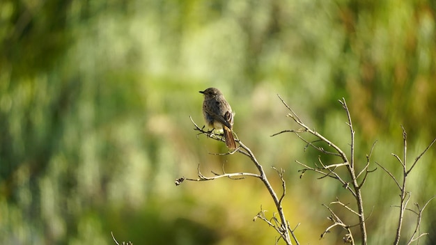 Foto un pájaro se posa en una rama