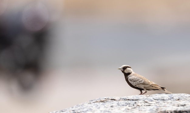 Un pájaro se posa sobre una roca en el desierto.