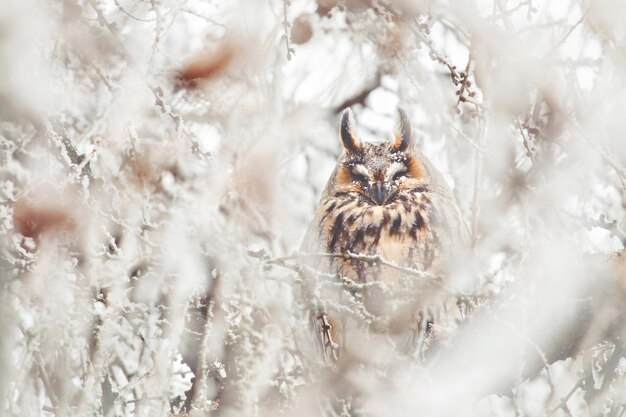 Pájaro posado en un árbol durante el invierno