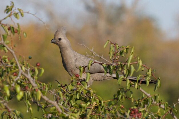 Un pájaro posado en un árbol