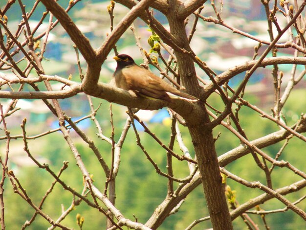 Foto un pájaro posado en un árbol