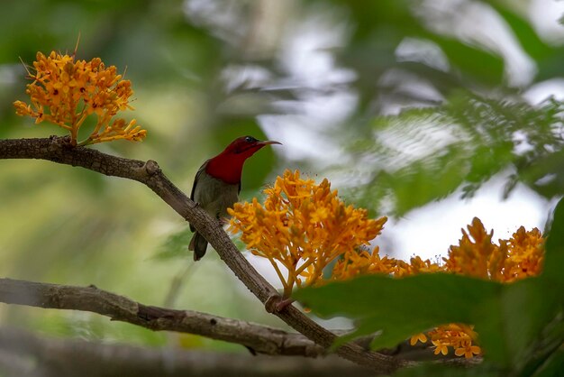 Un pájaro posado en un árbol