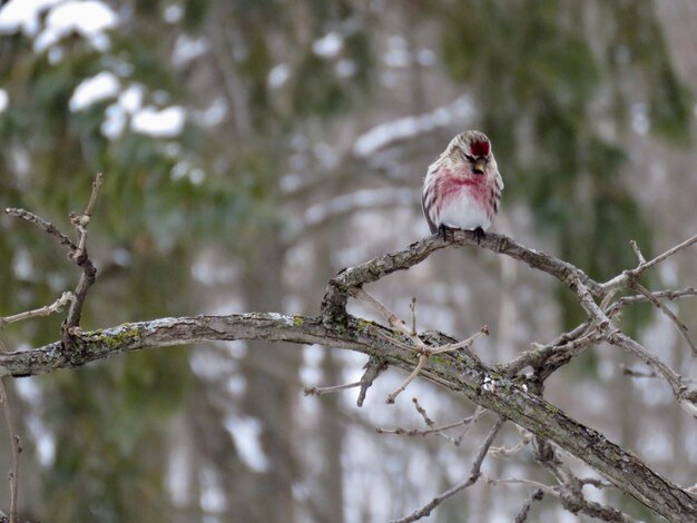 Un pájaro posado en un árbol