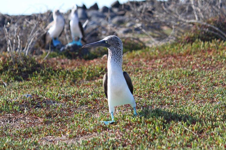 Foto un pájaro posado en el campo