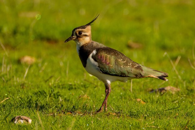 Un pájaro posado en un campo