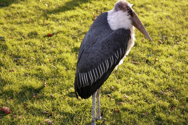 Foto un pájaro posado en un campo