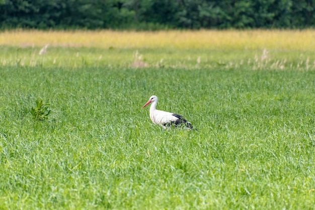 Foto un pájaro posado en un campo