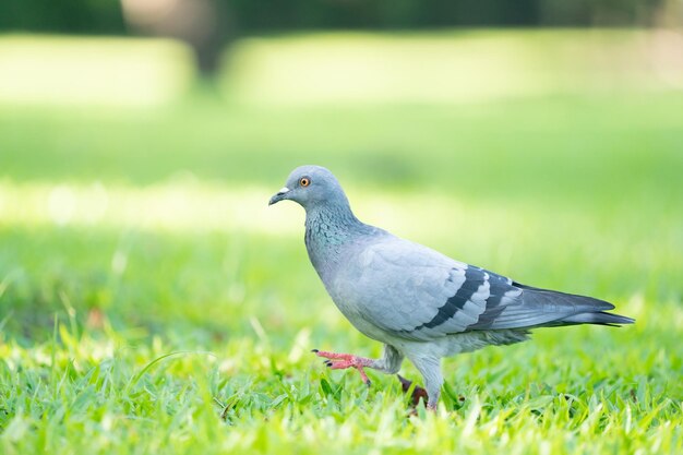 Foto un pájaro posado en un campo