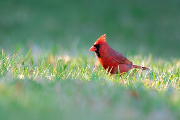 Un pájaro posado en un campo