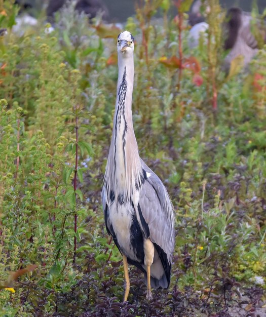 Foto un pájaro posado en un campo