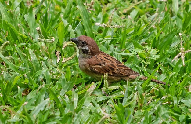 Foto un pájaro posado en un campo