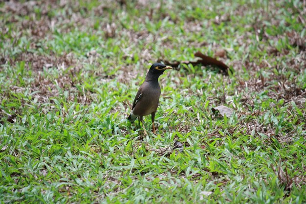 Un pájaro posado en un campo