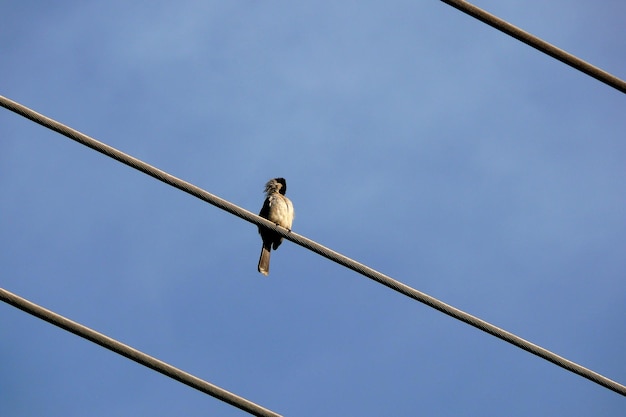 Un pájaro posado en una línea eléctrica en una nube brillante