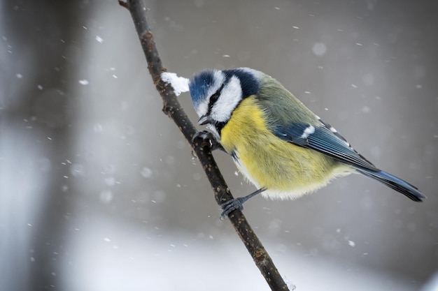 Un pájaro posado en la nieve