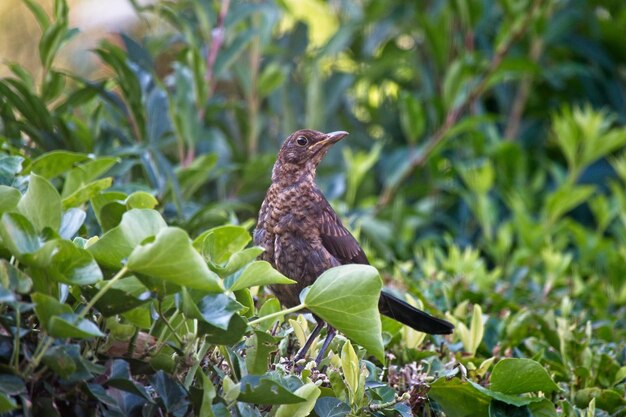 Un pájaro posado en una planta, un joven mirlo