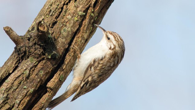 Foto un pájaro está posado en una rama de árbol con un cielo azul detrás de él