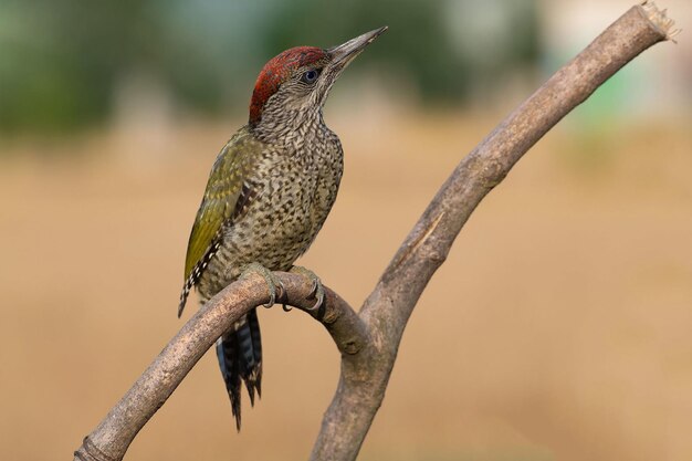 Foto un pájaro está posado en una rama con un fondo borroso