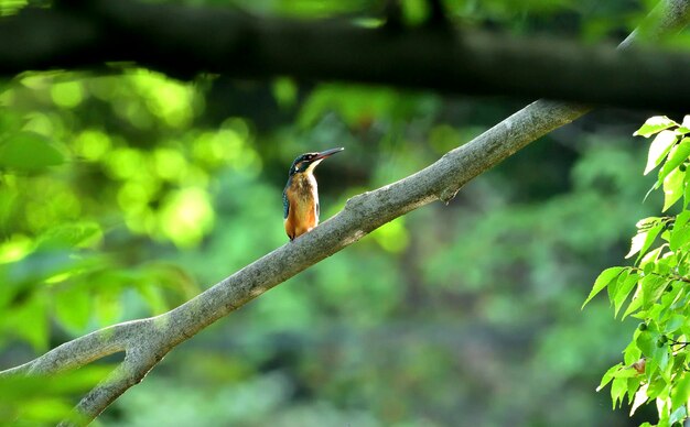 Foto un pájaro posado en una rama