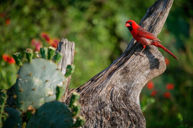 Foto un pájaro posado en una rama