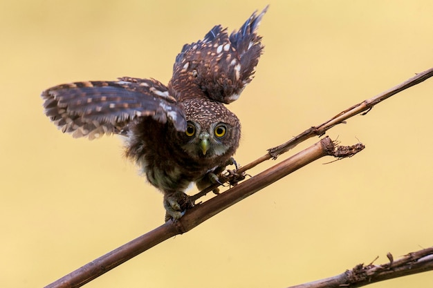 Un pájaro posado en una rama