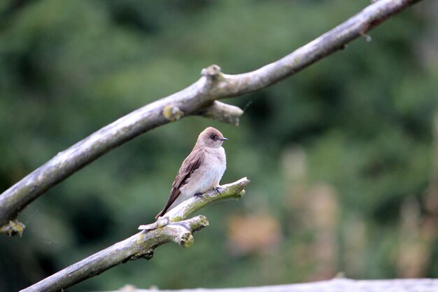 Foto un pájaro posado en una rama
