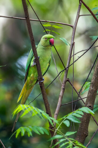 Un pájaro posado en una rama