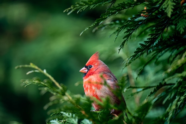 Foto un pájaro posado en una rama