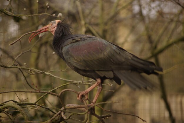 Un pájaro posado en una rama