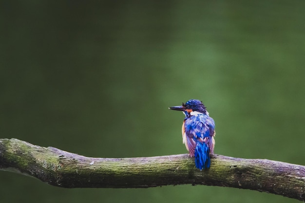 Un pájaro posado en una rama