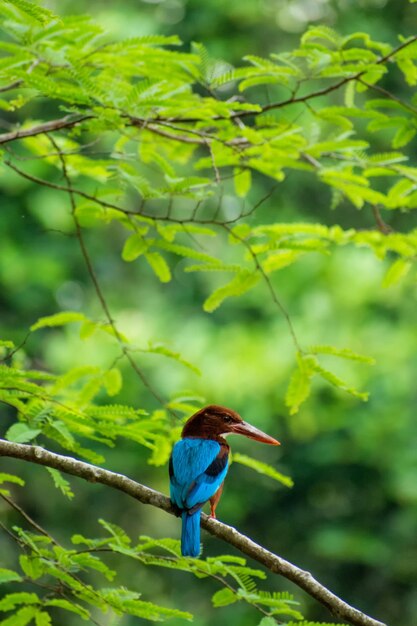 Foto un pájaro posado en una rama