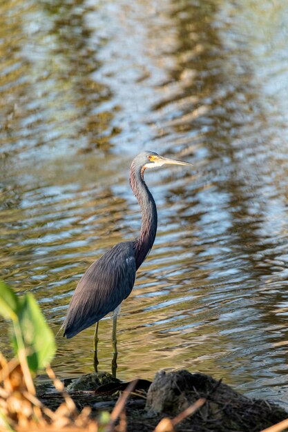 Foto un pájaro posado en una roca en un lago