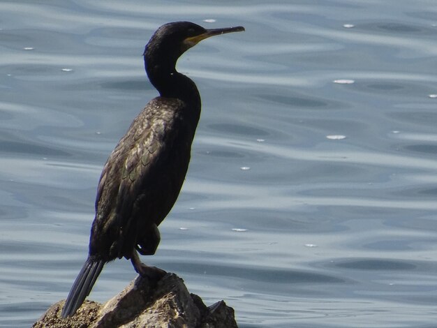 Un pájaro posado en una roca en un lago