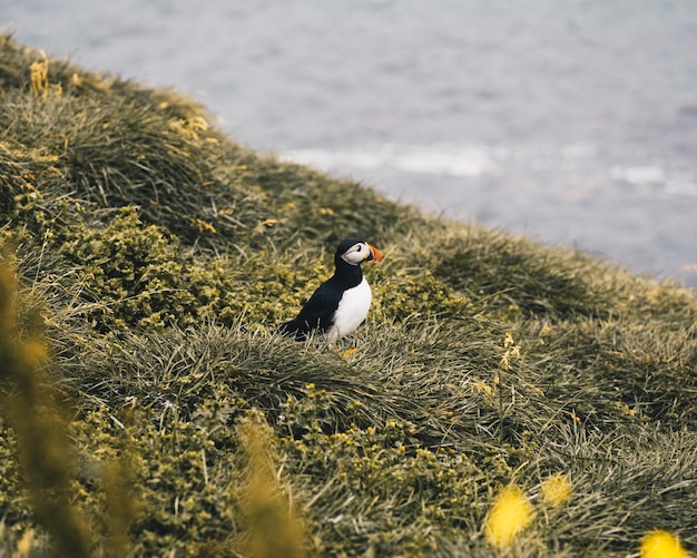 Foto un pájaro posado en una tierra