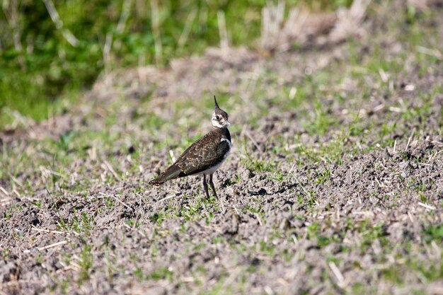 Foto un pájaro posado en una tierra