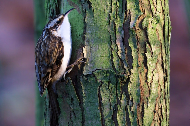 Un pájaro posado en el tronco de un árbol