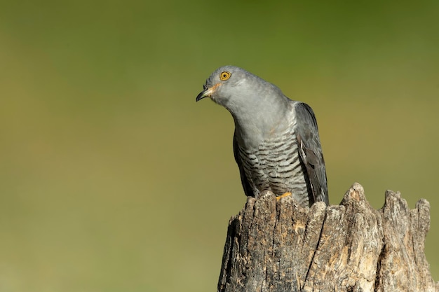 Foto un pájaro está posado en un tronco de árbol