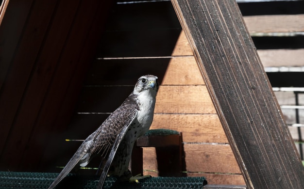 un pájaro de presa en cautiverio un hermoso pájaro depredador