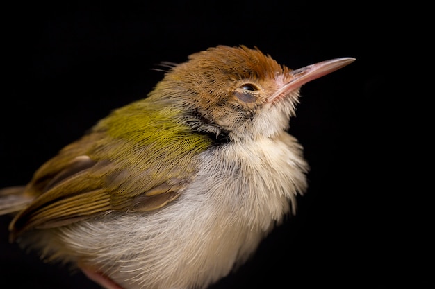 Pájaro de prinia con alas de barra sobre fondo negro