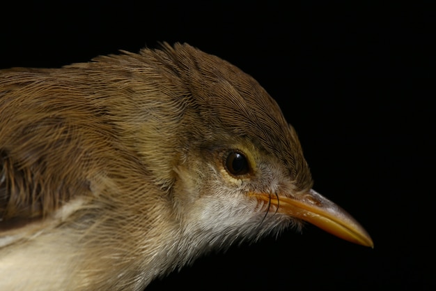 Pájaro Prinia llano aislado