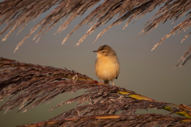 Foto pájaro prinia llano en la percha por la mañana