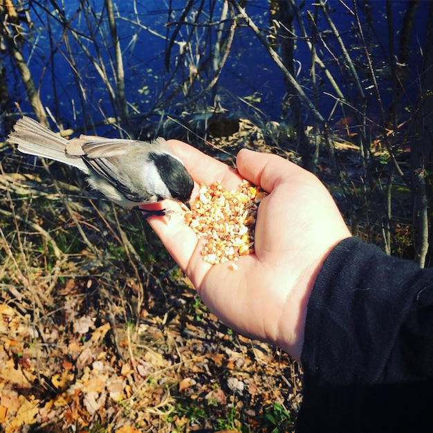 Foto pájaro que se alimenta con las manos recortado