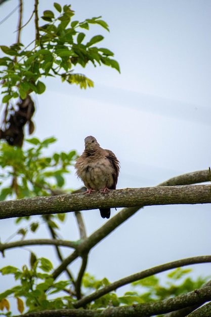 Foto un pájaro que está posado en una rama.