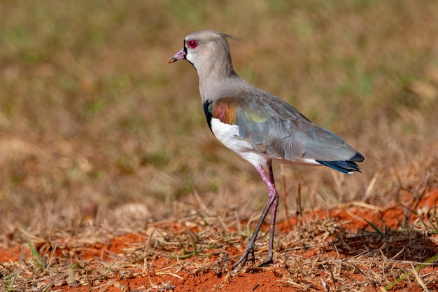 Pájaro quotQueroqueroquot Vanellus chilensis en enfoque selectivo al lado