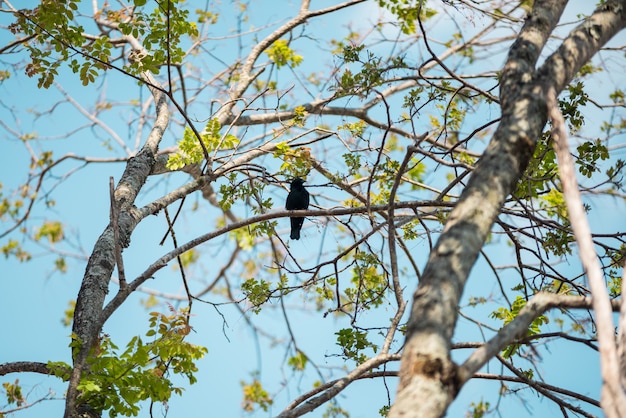 Foto pájaro en la rama de un árbol, y cielo azul